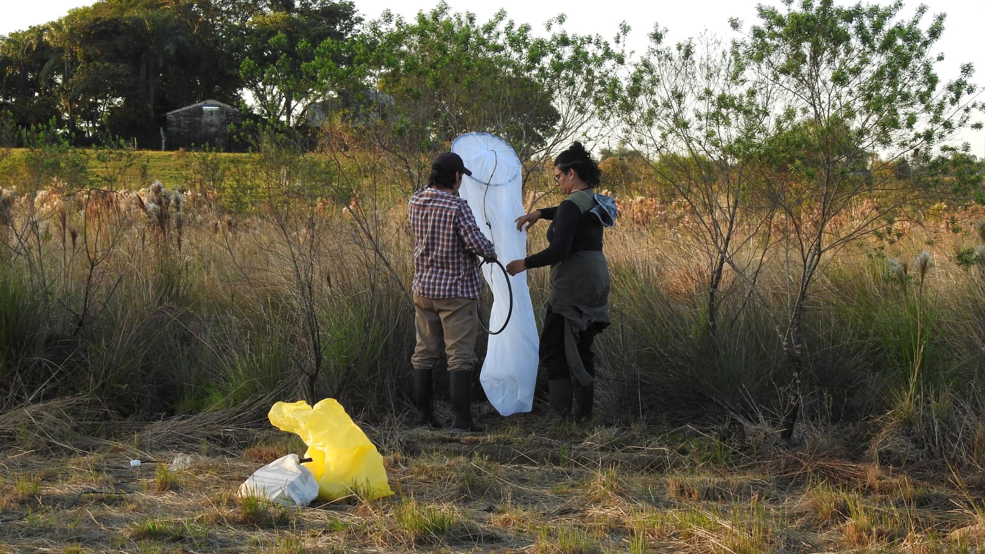 especies de insectos en Misiones