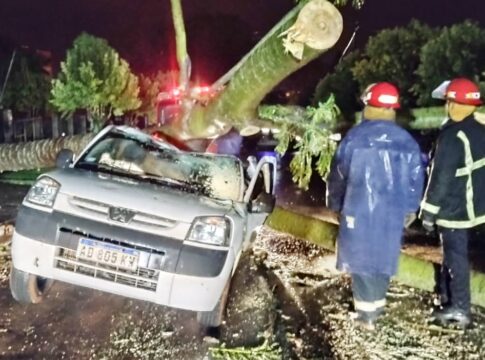 árbol cayó sobre un auto