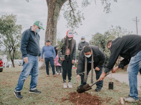 plantación masiva de árboles