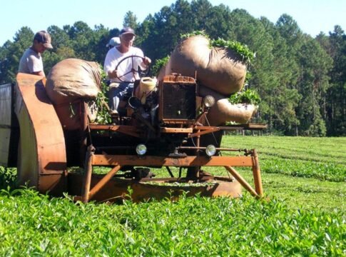 precio de la hoja verde de té