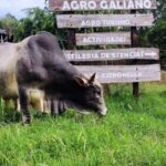 AgroGaliano-2