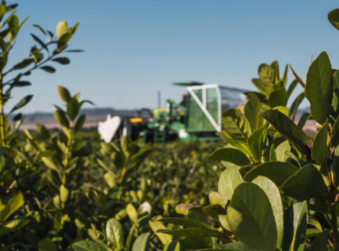 capacitación sobre fertilización de yerba