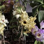 orquidea
