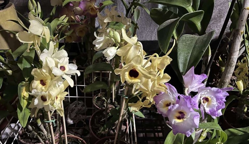 orquídeas en Misiones