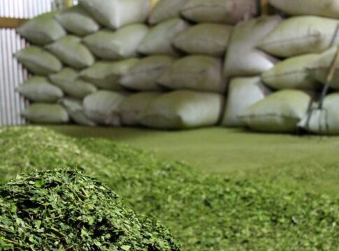Producción de yerba mate