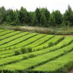 13680675_1783691291864424_2001537130886328834_n