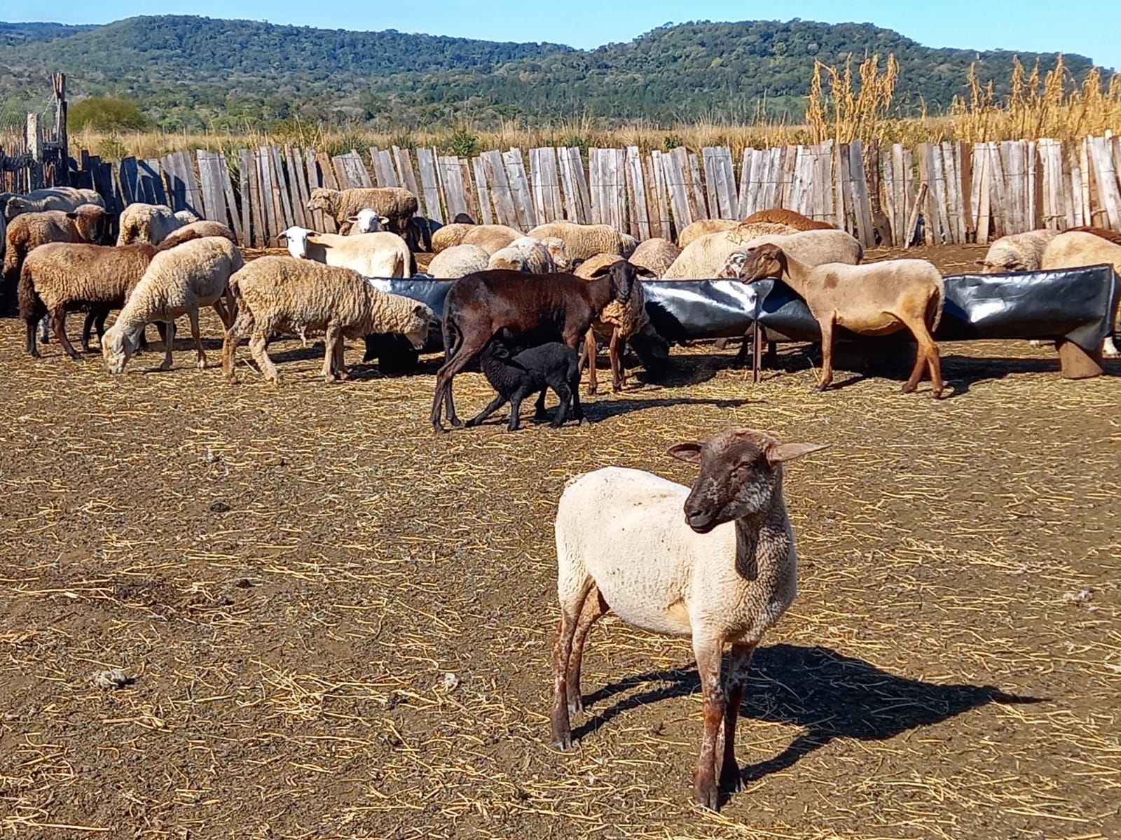 Expo de la Cuenca Ovino Caprina