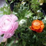 FLORES-2-g2uoruin4so0