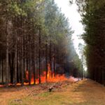 Incendios-FOrestales-1-1