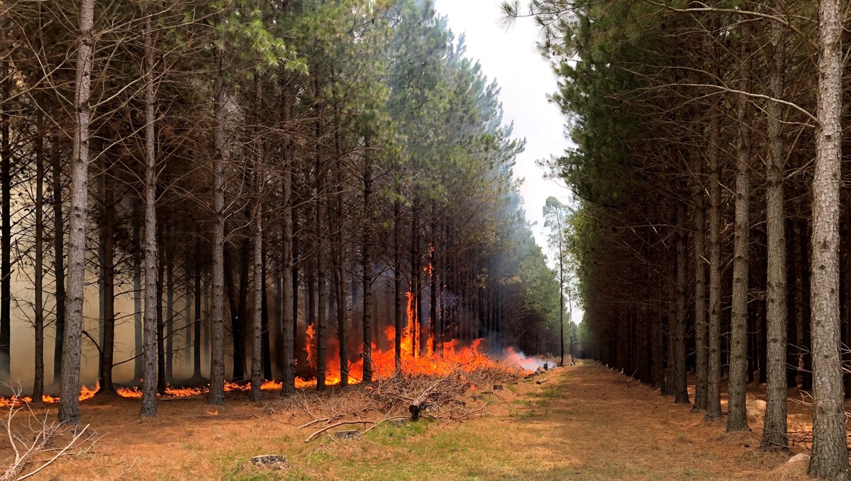 incendios forestales
