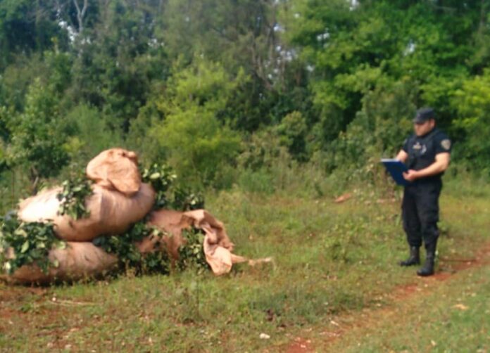 robo de yerba mate en Oberá