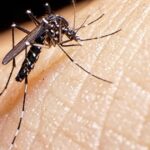 aedes-aegypti-el-mosquito-transmisor___C4CEKOX7k_1200x630__1