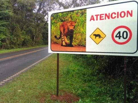 atropellamiento a la fauna