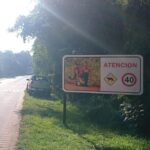 carterleria_vial_atropellamiento_fauna_pn_iguazu