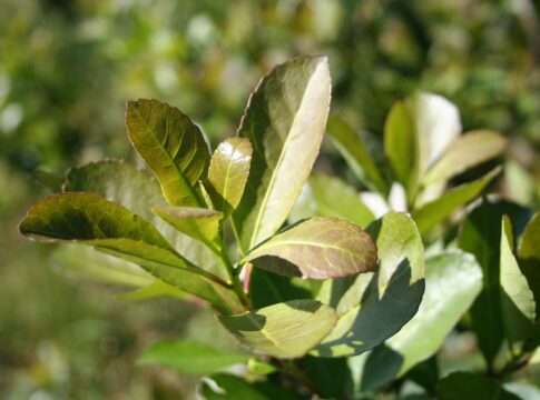 consumo de yerba mate 2022