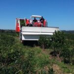 mecanizacion-de-la-cosecha-de-yerba-mate