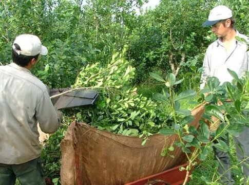 productores yerbateros