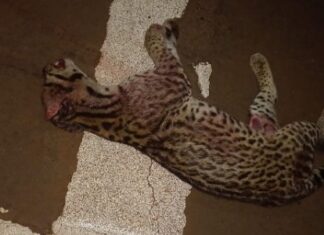 mató a un ocelote adulto sobre la Ruta 12