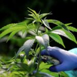cannabis