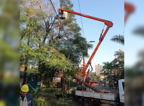 poda y limpieza en Iguazú