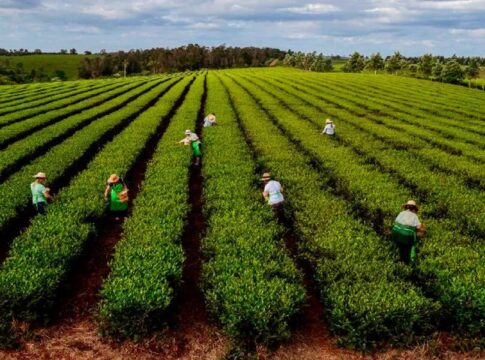 sector tealero en Misiones