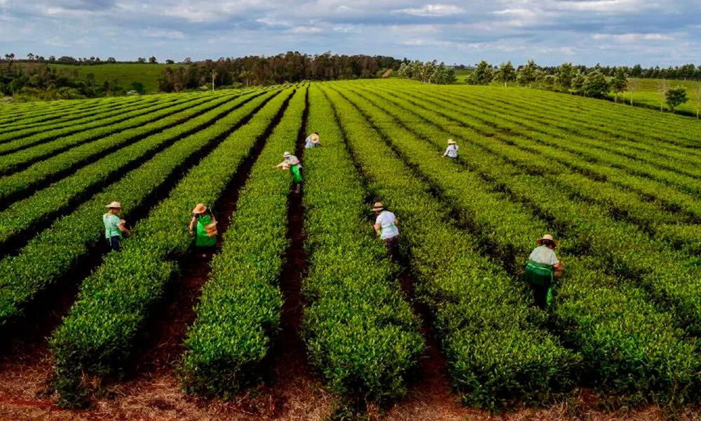 sector tealero en Misiones