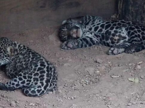 cachorros de yaguareté en El Impenetrable