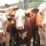 Primer-remate-ganadero-del-ano-3