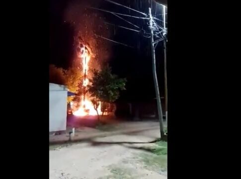 rayó alcanzó una palmera