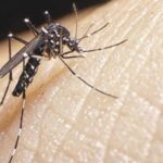 dengue