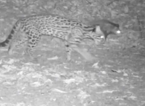 gato onza y una comadreja paseando