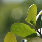ingreso-hoja-verde-yerba-mate-1