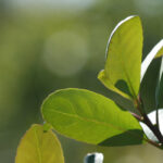ingreso-hoja-verde-yerba-mate