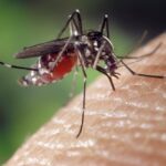 leishmaniasis