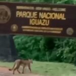 puma-en-cataratas-1