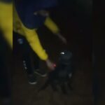 w-maltrato-animal-puerto-esperanza