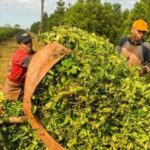 yerba-mate-1024x492-1