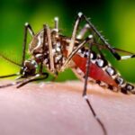 mosquito-del-dengue_1538558_20190420074746-2vscra574j3g-1