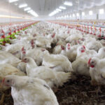 Gripe-aviar-en-Europa