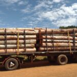 w-camion-con-eucalipto