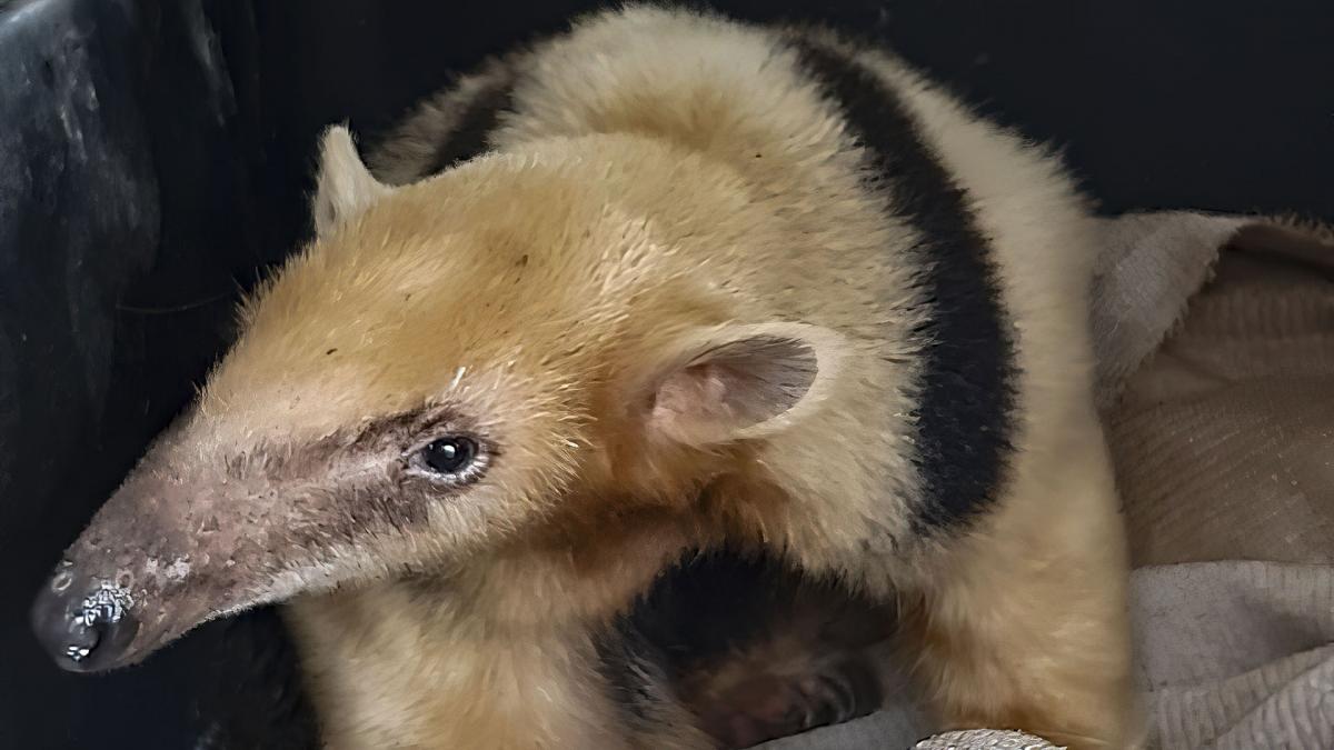 rescataron a un oso melero