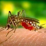 dengue-1
