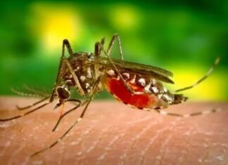 dengue