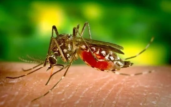 dengue