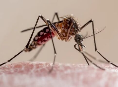 dengue