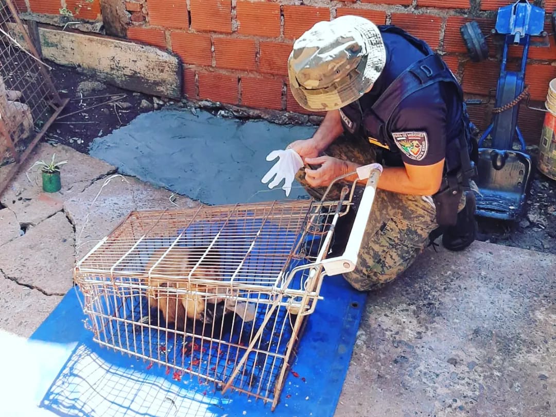 policía rescata animales en peligro