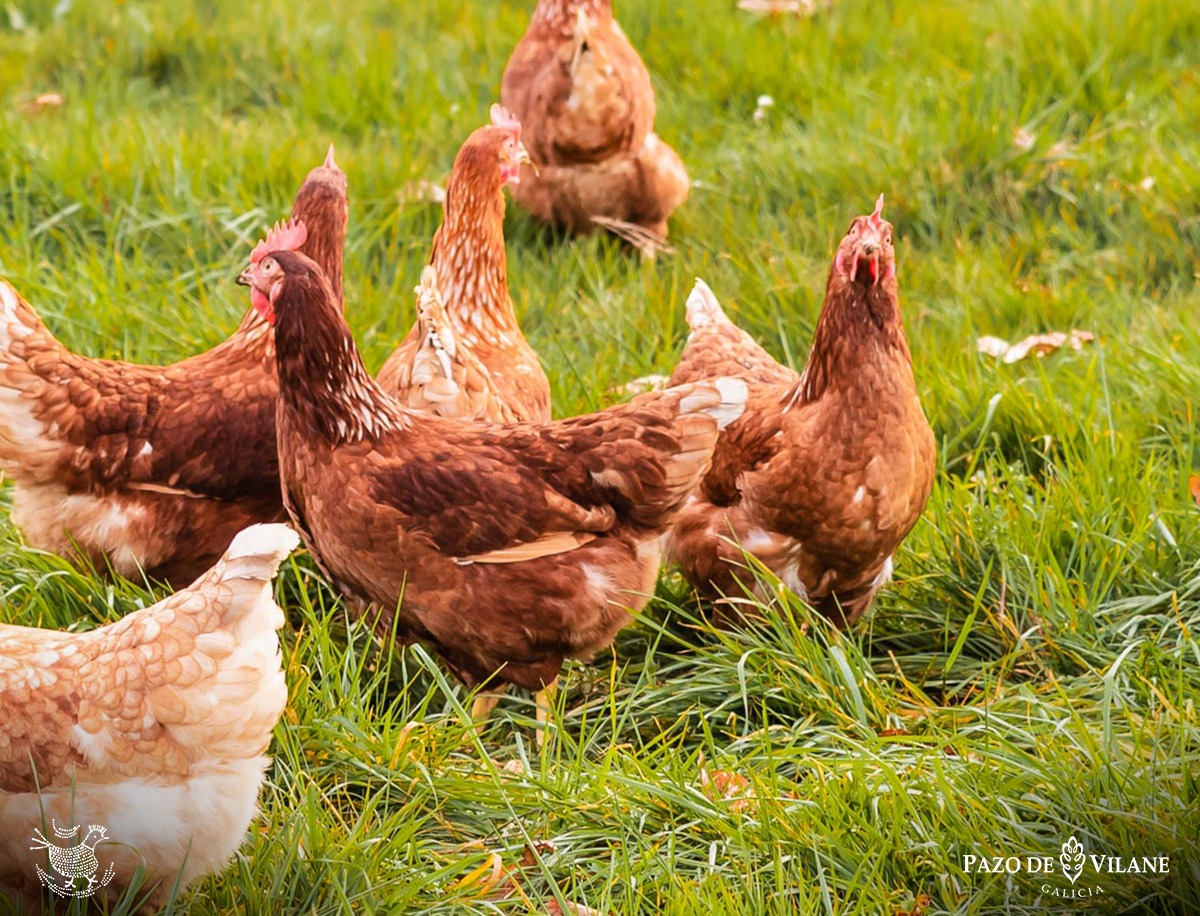 A la comisaría por trasladar dos gallinas