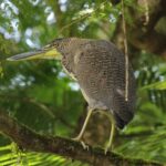 w-garza-atigrada-e1680617430570