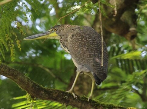 garza atigrada