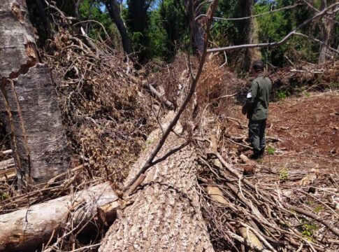 Apeo ilegal en Misiones